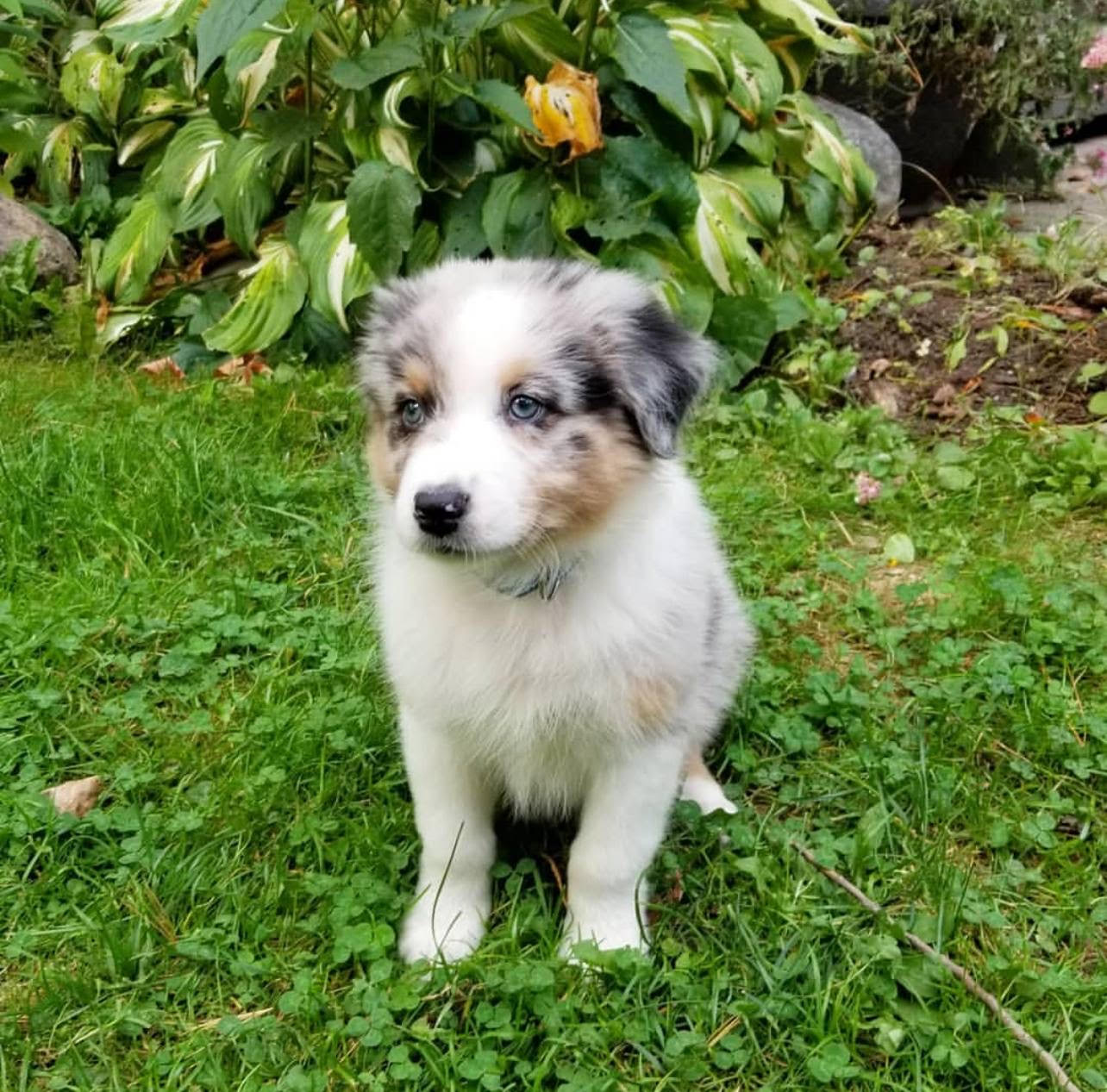 Finn the Border Collie